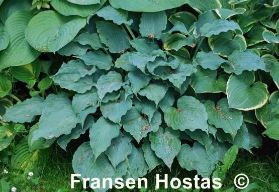 Hosta Ice Prancer